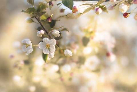 Framed Blush Blossoms I Pastel Print