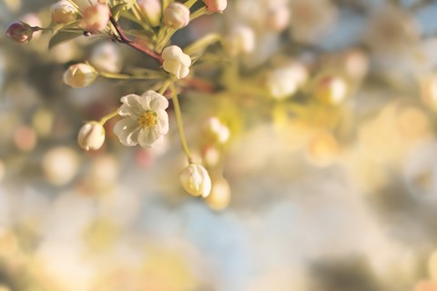 Framed Blush Blossoms II Pastel Print