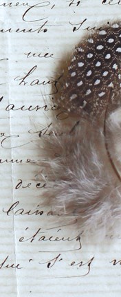 Framed Plume Feathers V Crop II Print