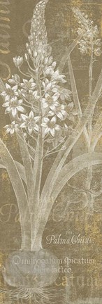 Framed Flower Lines II Print