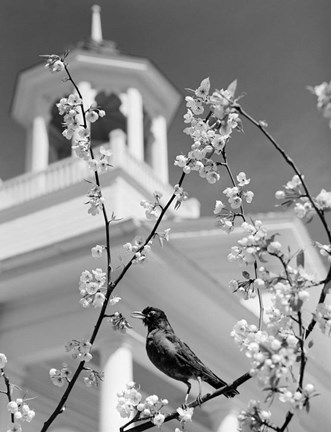 Framed 1950s Robin Perched On Blossoming Print