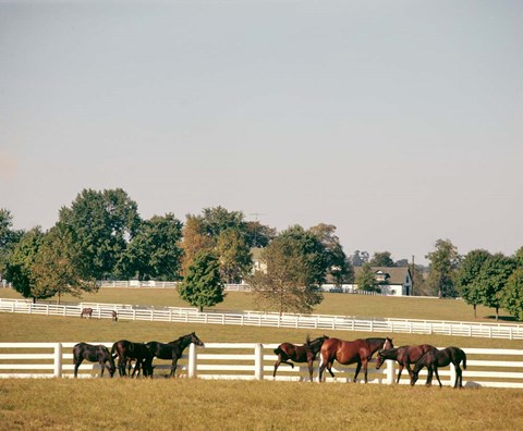 Framed 1990S Group Of Horses Beside White Pasture Fence Print