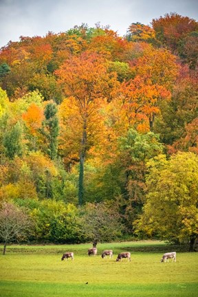Framed Peaceful Pasture Print
