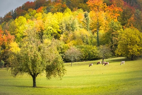 Framed Peaceful Pasture II Print