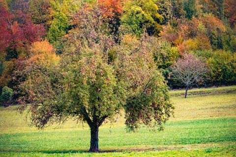 Framed Tree in the Pasture Print