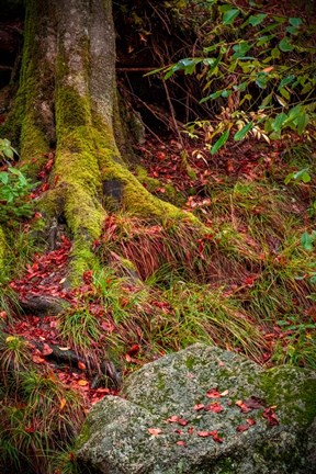 Framed Along the Forest Path Print