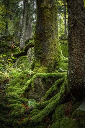 Framed Ancient Forest Print
