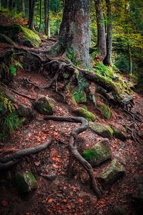 Framed Sentinels Along Our Path Print