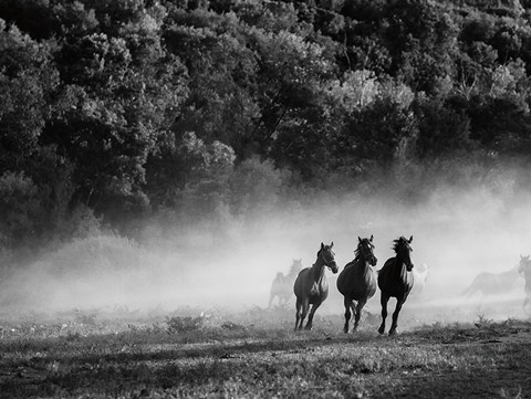 Framed Horse country Print