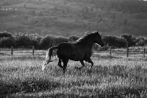 Framed Going Home Print