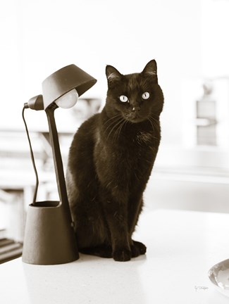 Framed Lights Cat Action Print