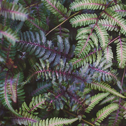 Framed Funky Ferns V Print