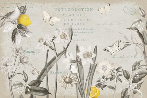 Framed Citron Curiosities I Gray Print