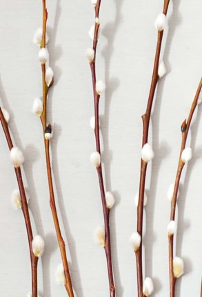 Framed Willow - Pussy Palm Print