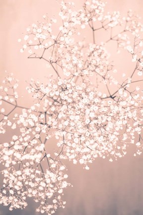 Framed Pink Gyposphilia Print