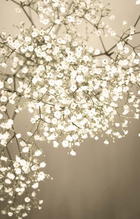 Framed Still Life Floral Print