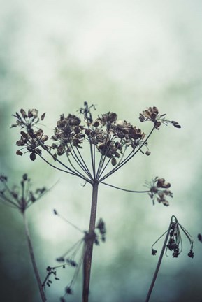 Framed Autumn Seeds - Queen Anne's Lace Print