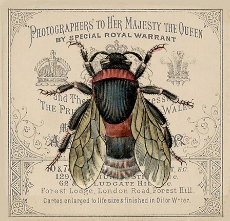 Framed Red Bee Print