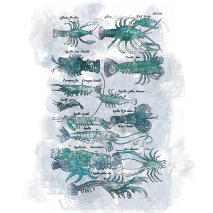 Framed Aquatic XI Print