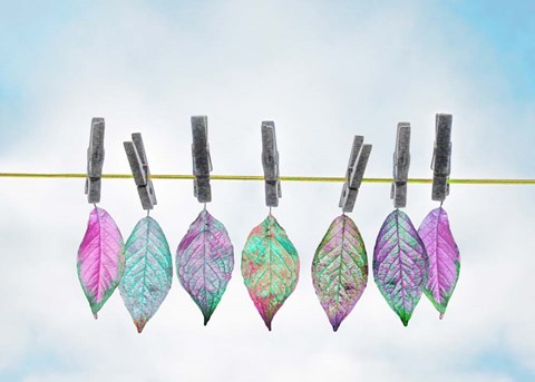 Framed Leaves on Clothes Line Print