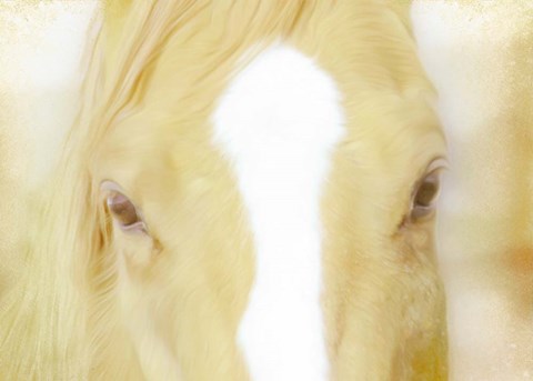 Framed Innocent Eyes of a Horse Print