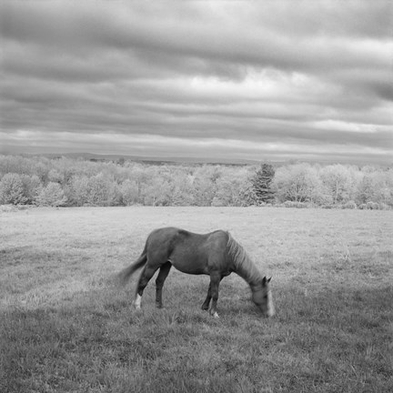 Framed Lone Horse Print