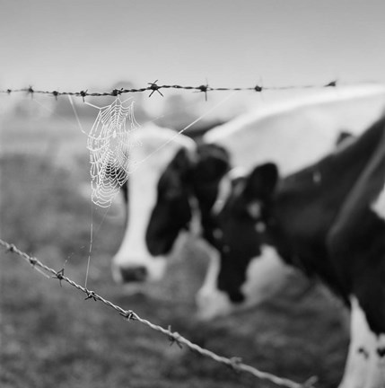 Framed Holstein Cow Print