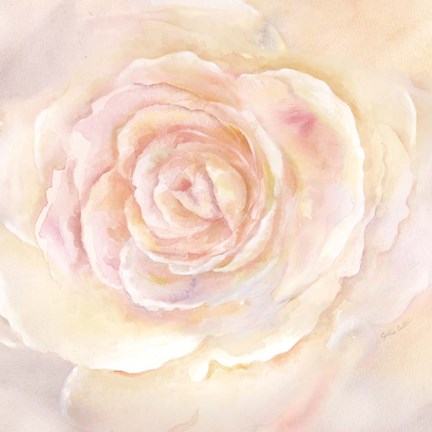 Framed Blush Rose Closeup II Print