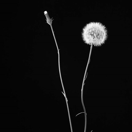 Framed Wish Flower II Print