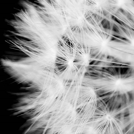 Framed Wish Flower III Print