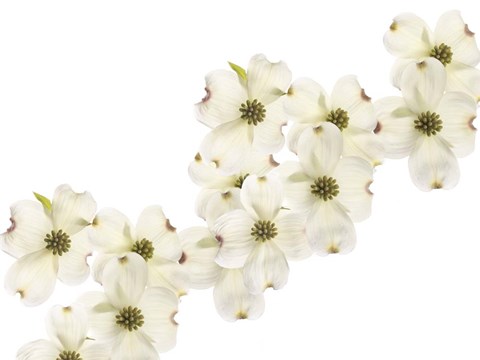 Framed Dogwood Beauty Print