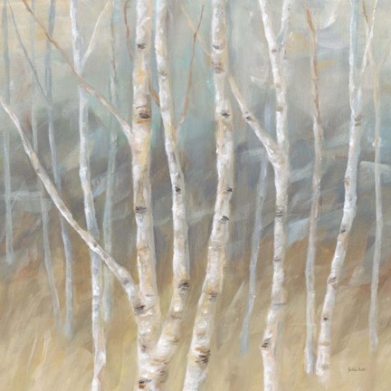 Framed Silver Birch Square Print