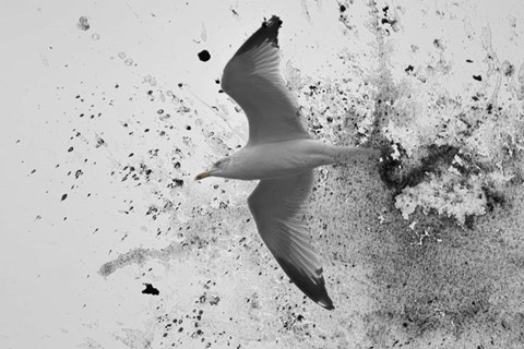 Framed Splash Of Gull Print
