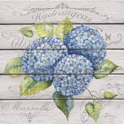 Framed Blue Hydrangeas Print
