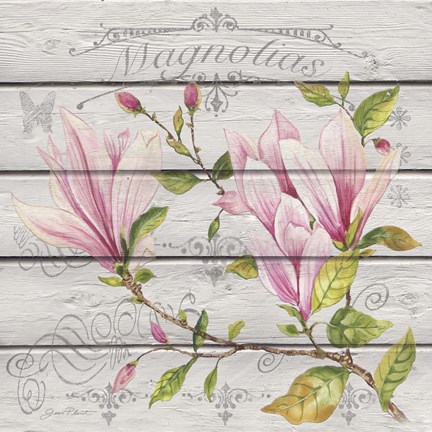 Framed Pink Magnolias II Print