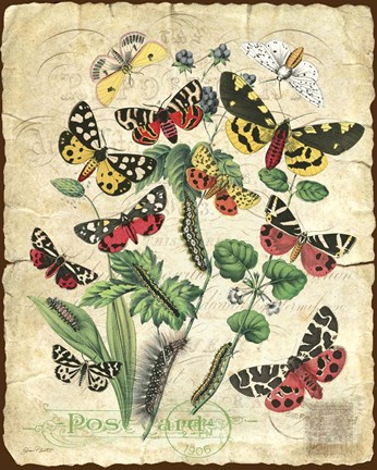 Framed Natures Beauty Print