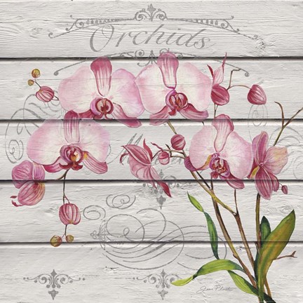 Framed Pink Orchids Print