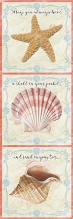 Framed Sea Shells  -  D Print