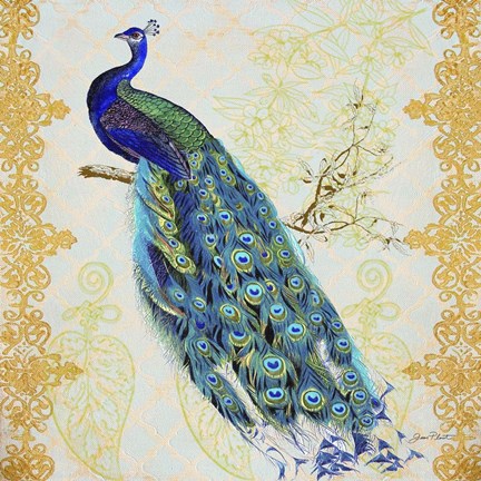 Framed Beautiful Peacock  -  B Print