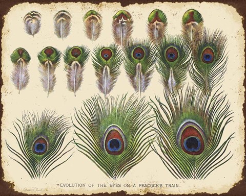 Framed Vintage Feather Study - H Print