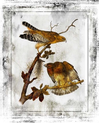 Framed Birds With Class - F Print