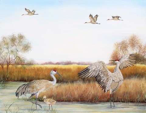 Framed Sandhill Cranes - A Print