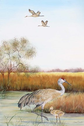 Framed Sandhill Cranes - B Print