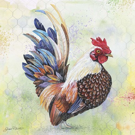 Framed Watercolor Rooster - A Print