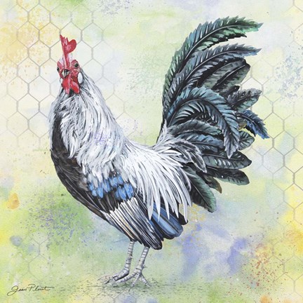 Framed Watercolor Rooster - C Print