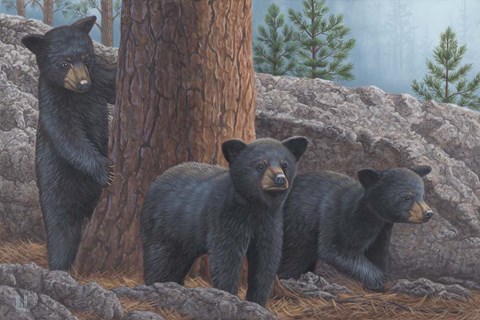 Framed Black Bear Cub Trio Print