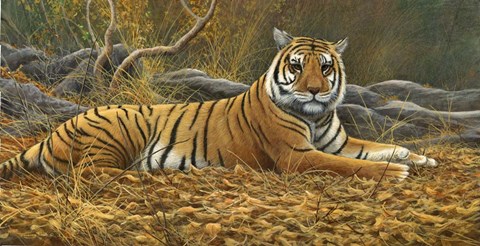 Framed Bengal Tiger Print