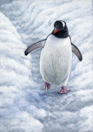 Framed Gentoo Penguin Print