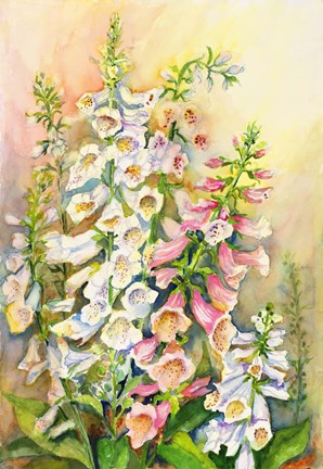 Framed Foxglove in a Garden Print