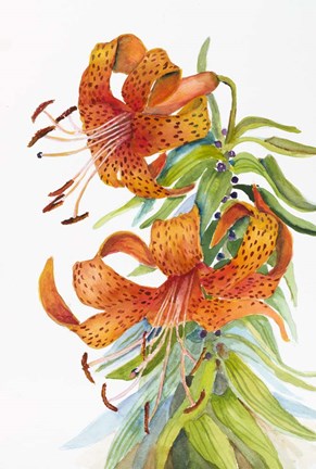 Framed Tigar Lilies Print